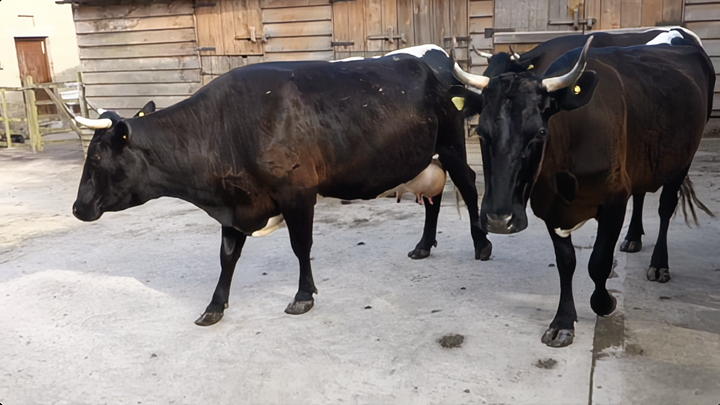 Old Gloucester cows